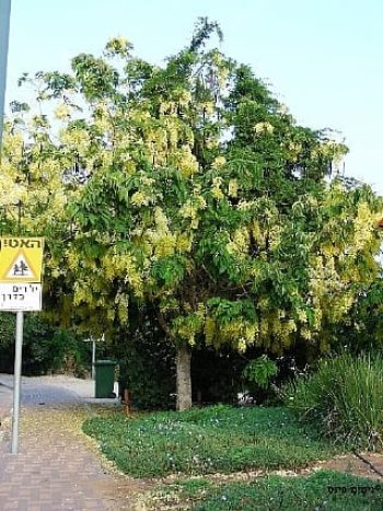 כסייה פיסטולה למכירה - עצי נוי | הדר נוי משתלות