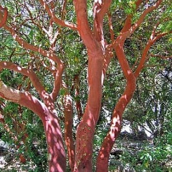 קטלב מצוי - עצי נוי | הדר נוי משתלות
