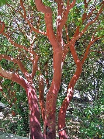 קטלב מצוי - עצי נוי | הדר נוי משתלות