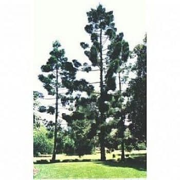 אראוקריה קנינגהמיה- עצי נוי | הדר נוי משתלות
