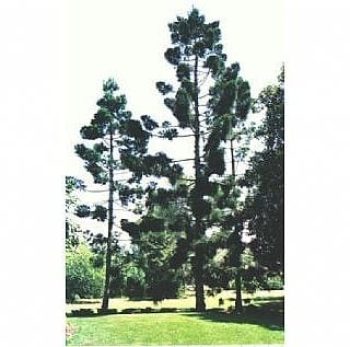 אראוקריה קנינגהמיה- עצי נוי | הדר נוי משתלות