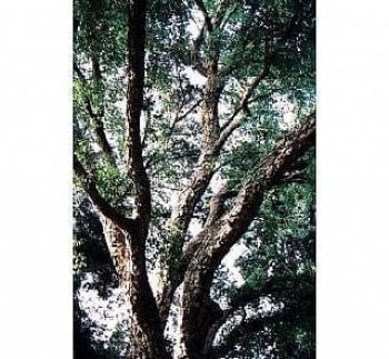 אלון השעם - עצי נוי | הדר נוי משתלות