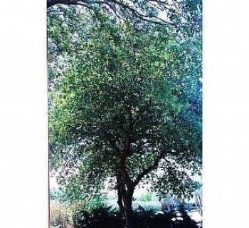 אלון תבור- עצי נוי | הדר נוי משתלות