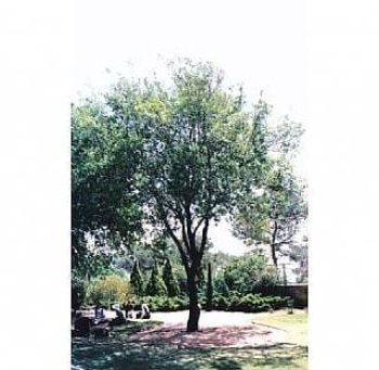 אלון מצוי - עצי נוי | הדר נוי משתלות