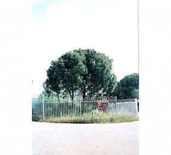 אורן הצנובר - עצי נוי | הדר נוי משתלות