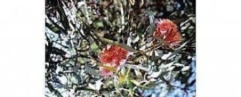 אקליפטוס הצוארון- עצי נוי | הדר נוי משתלות