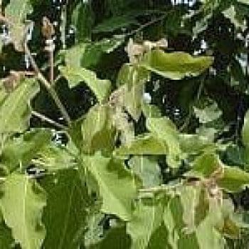 אקליפטוס לימוני- עצי נוי | הדר נוי משתלות