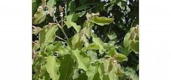 אקליפטוס לימוני- עצי נוי | הדר נוי משתלות