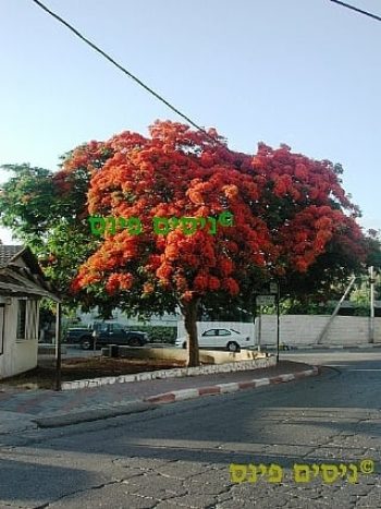 צאלון נאה למכירה - עצי נוי| הדר נוי משתלות