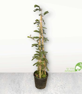 קליאנדרה 10 ליטר