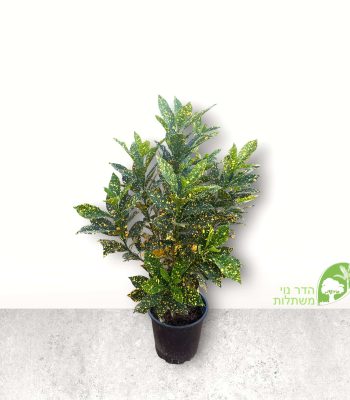 קרוטון מנוקד 10 ליטר