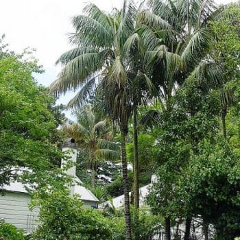 הוואיה פורסטריאנה ('קנטיה') - עצי נוי | הדר נוי משתלות