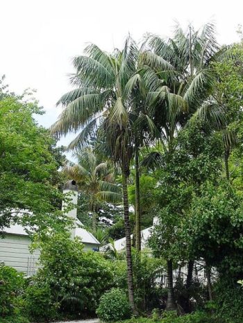 הוואיה פורסטריאנה ('קנטיה') - עצי נוי | הדר נוי משתלות