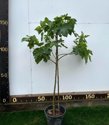 תאנה ברזילאית 25 ליטר למכירה - מחיר