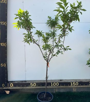 עץ שזיף קלסי 25 ליטר למכירה - מחיר