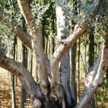 עצי זית - עצי נוי | הדר נוי משתלות