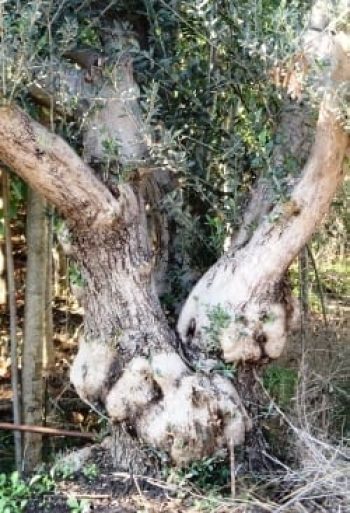 עצי זית - עצי נוי | הדר נוי משתלות