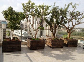 עצי פרי בוגרים נושאי פרי - עצי נוי | הדר נוי משתלות