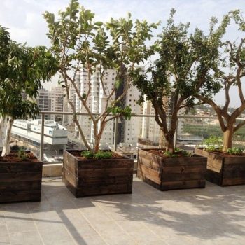 עצי פרי בוגרים נושאי פרי - עצי נוי | הדר נוי משתלות