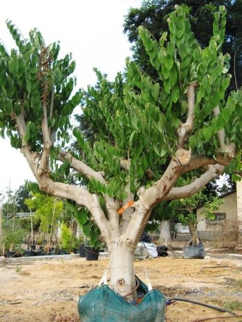 עץ אנונה בוגר - עצי פרי בוגרים למכירה | הדר נוי משתלות