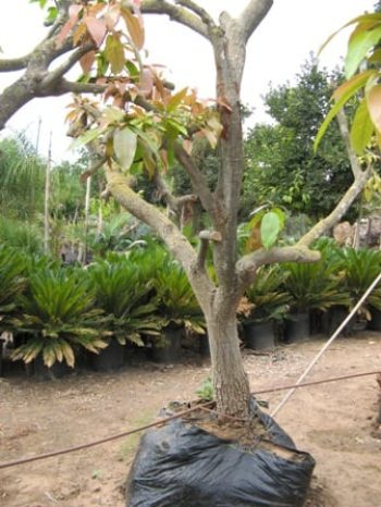 עצי פרי בוגרים נושאי פרי - עצי נוי | הדר נוי משתלות