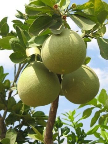 עצי פרי בוגרים נושאי פרי - עצי נוי | הדר נוי משתלות