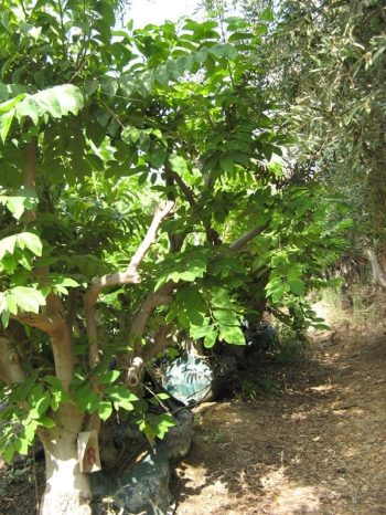 עץ אנונה בוגר - עצי פרי בוגרים למכירה | הדר נוי משתלות