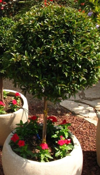 סיזיגיום כדור על גזע - עצי נוי | הדר נוי משתלות