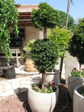 סיזיגיום כדור קומותיים על גזע - עצי נוי | הדר נוי משתלות