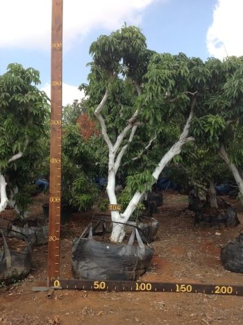 עץ ליצ׳י מס׳ 104