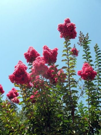 לגרסטרמיה הודית - עצי נוי | הדר נוי משתלות