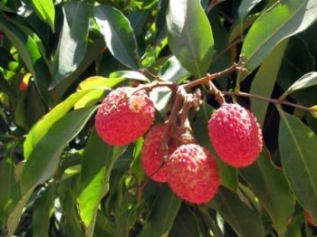 עץ ליצ'י - עצי פרי | הדר נוי משתלות