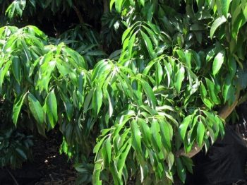 עץ ליצ'י - עצי פרי | הדר נוי משתלות