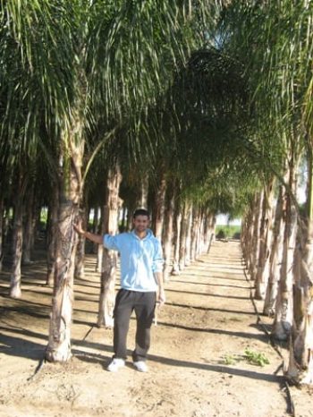 דקל קוקוס - עצי נוי | הדר נוי משתלות