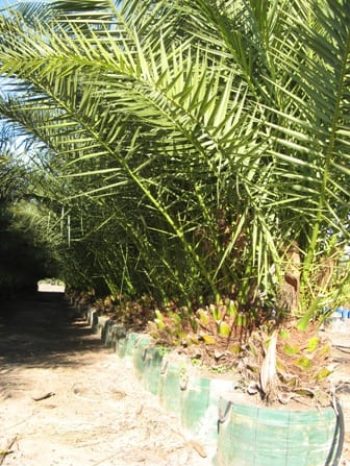 דקל קנרי - עצי נוי | הדר נוי משתלות