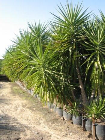 דקל - יוקה - עצי נוי | הדר נוי משתלות