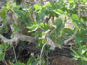 תאנה ברזילאית- עצי פרי בוגרים למכירה | הדר נוי משתלות