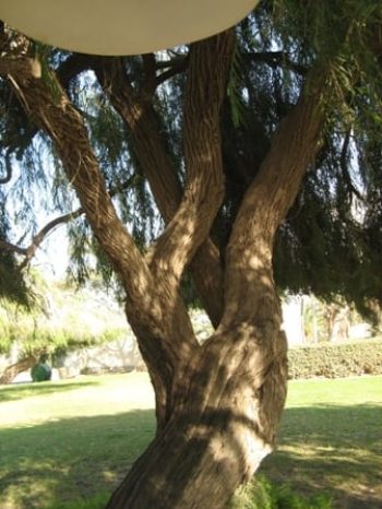 אגון גמיש - עצי נוי | הדר נוי משתלות