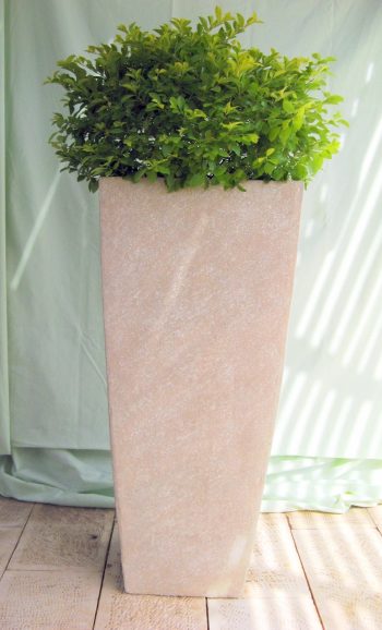 דורנטה במיכל מרובע גבוה - עצי נוי | הדר נוי משתלות