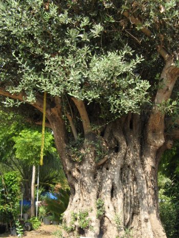 זית סורי עתיק מס' 1 - עצי נוי | הדר נוי משתלות