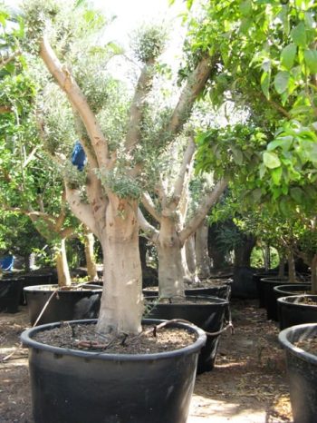 עץ זית סדרה 8 - זיתים סוריים חדשים במיכל - עצי נוי | הדר נוי משתלות