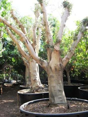 עץ זית סדרה 8 - זיתים סוריים חדשים במיכל - עצי נוי | הדר נוי משתלות