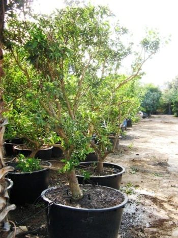 עץ תפוז סיני - עצי פרי בוגרים למכירה | הדר נוי משתלות