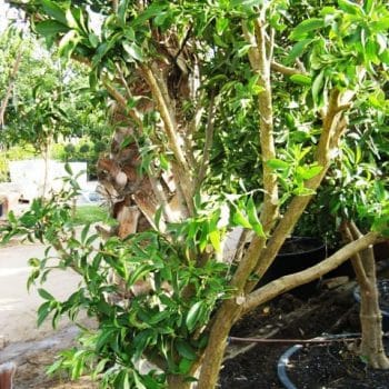עץ תפוז סיני - עצי פרי בוגרים למכירה | הדר נוי משתלות