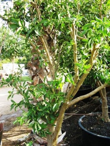 עץ תפוז סיני - עצי פרי בוגרים למכירה | הדר נוי משתלות