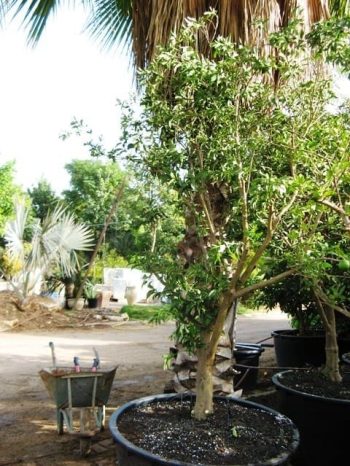 עץ תפוז סיני - עצי פרי בוגרים למכירה | הדר נוי משתלות