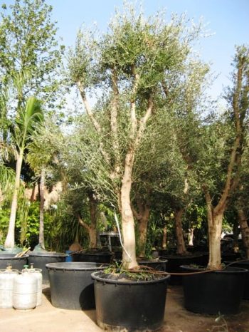 עץ זית סדרה 5- זית "מעלות" - עצי נוי | הדר נוי משתלות