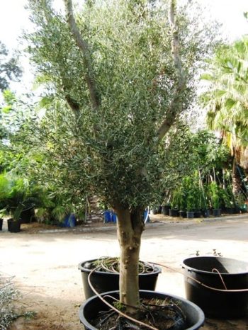 עץ זית סדרה 5- זית "מעלות" - עצי נוי | הדר נוי משתלות