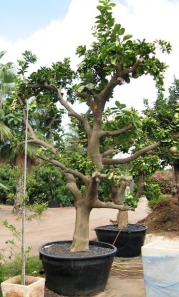 עץ פומלה בוגר - עצי פרי בוגרים למכירה | הדר נוי משתלות
