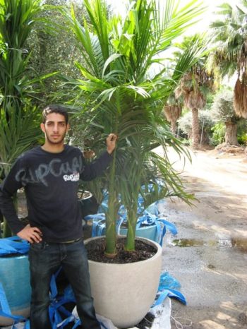 שלישיית דקל טבעות בכד - עצי נוי | הדר נוי משתלות